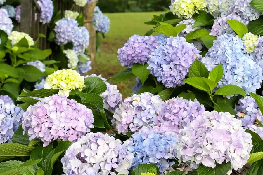 Dear Dolores Hydrangea