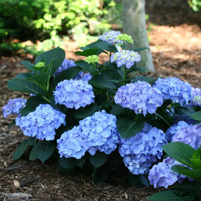 Let's Dance Blue Jangle Reblooming hydrangea