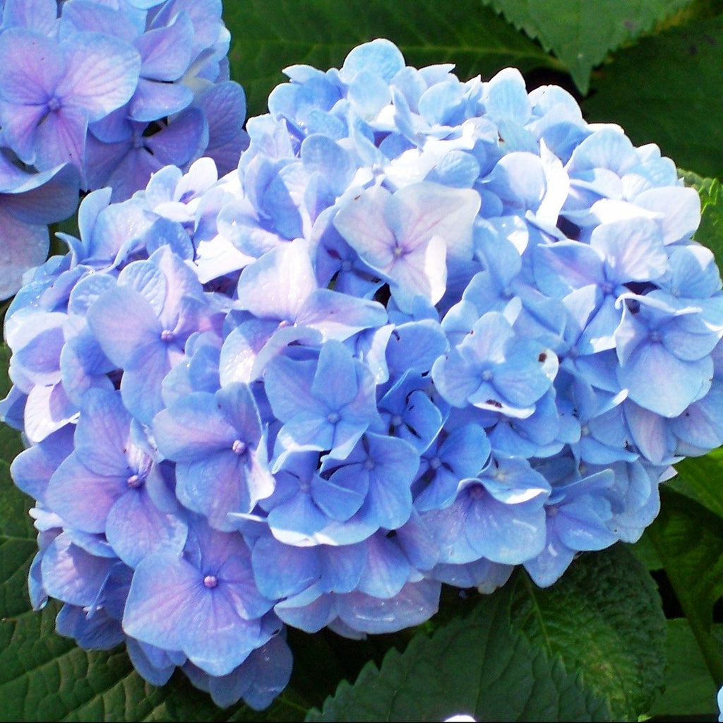 Dooley Hydrangea Macrophylla - Mop Head Beauty, Blue Blooms-Can Take Sun