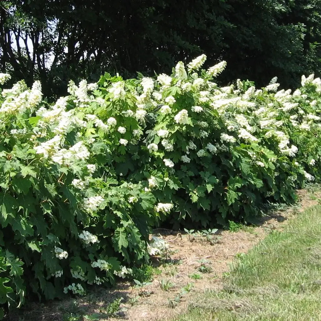 Alice Oakleaf Hydrangea- Gorgeous Native Plant, Huge Oak Like Leaves, Striking White Panicle Shaped Flowers