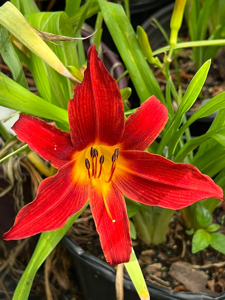 Hemerocallis 'Ming Toy'