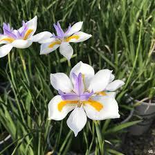 (1 Gallon) African Iris ( Yellow Flag )