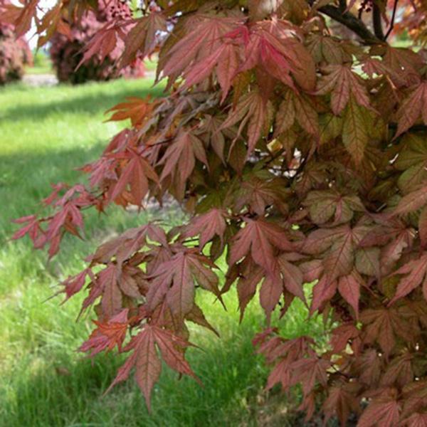 Baby Ghost' Japanese Maple