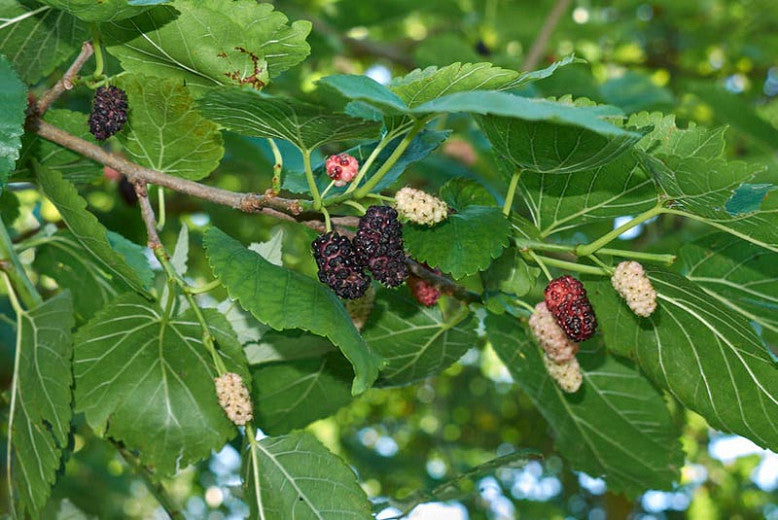 Morus Alba White Mulberry - Nutritional Powerhouse