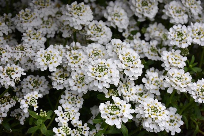 (1 Gallon) Iberis Sempervirens Snowflake Candytuft