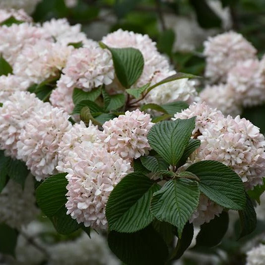 Kern's Pink Snowball Viburnum