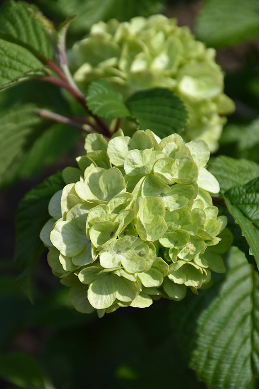 Lime Martini Viburnum