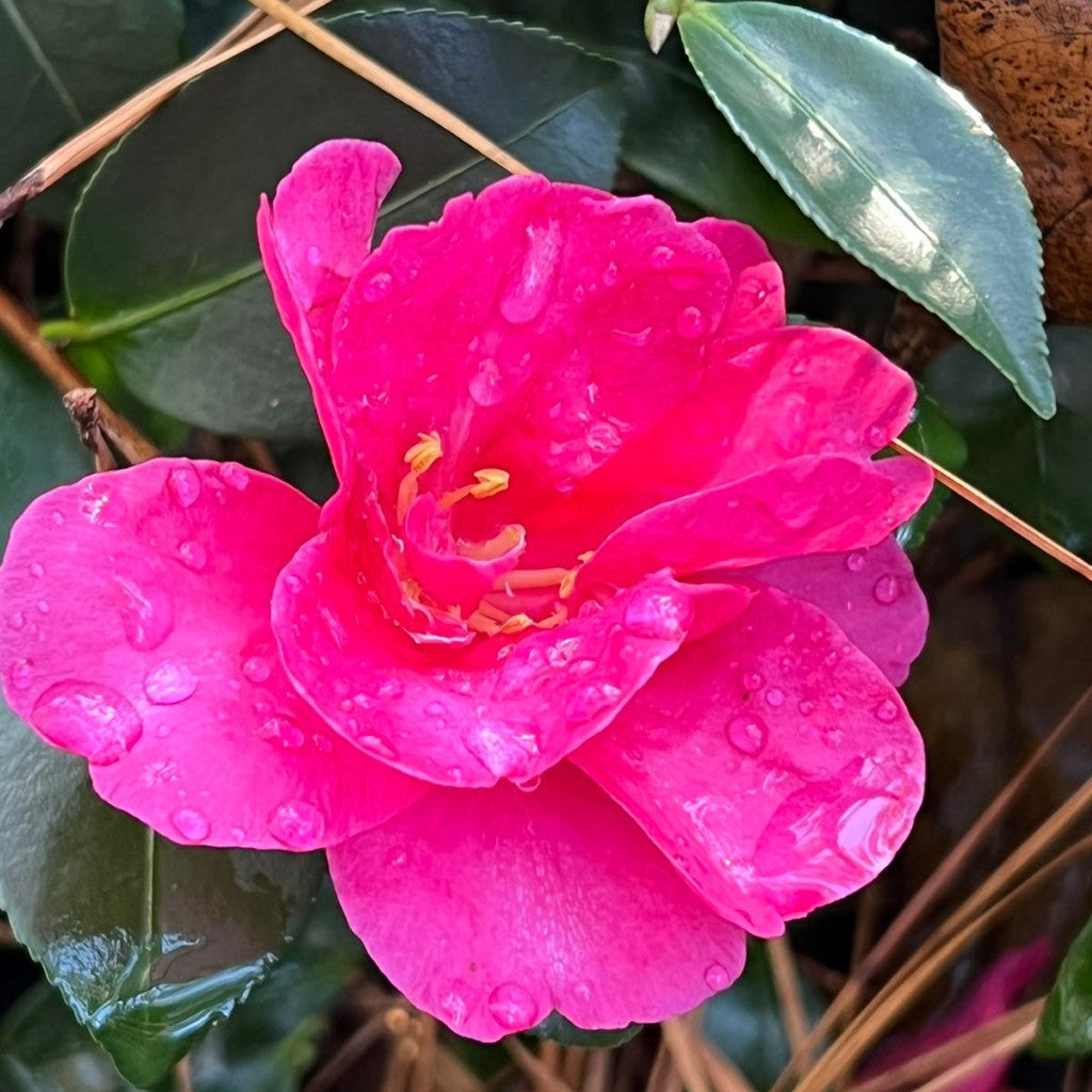 Camellia Kanjiro Flower Plant Semi Double Pink Blooms