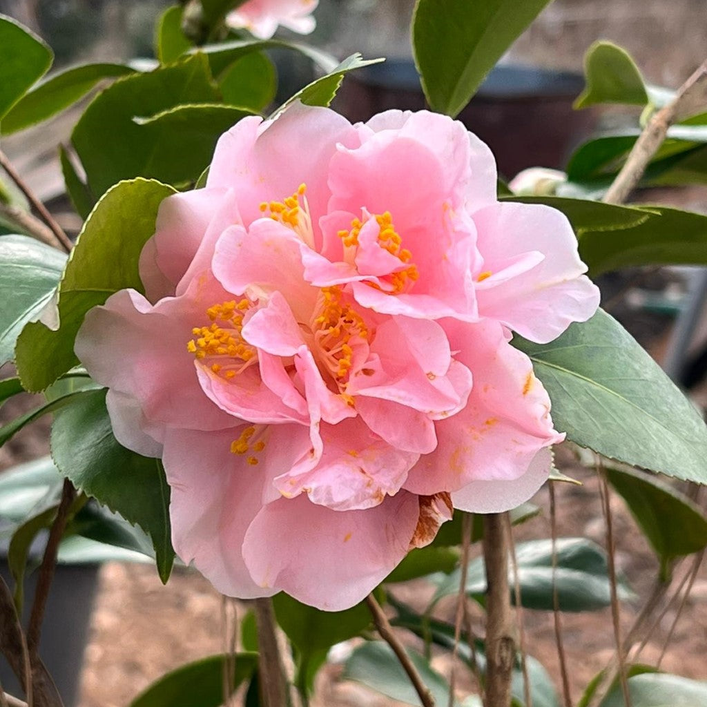 King's Ransom Camellia