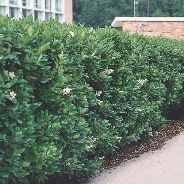 Ligustrum Japonicum Recurvifolium- Evergreen, Lustrous Dark Green, Wavy Foliage