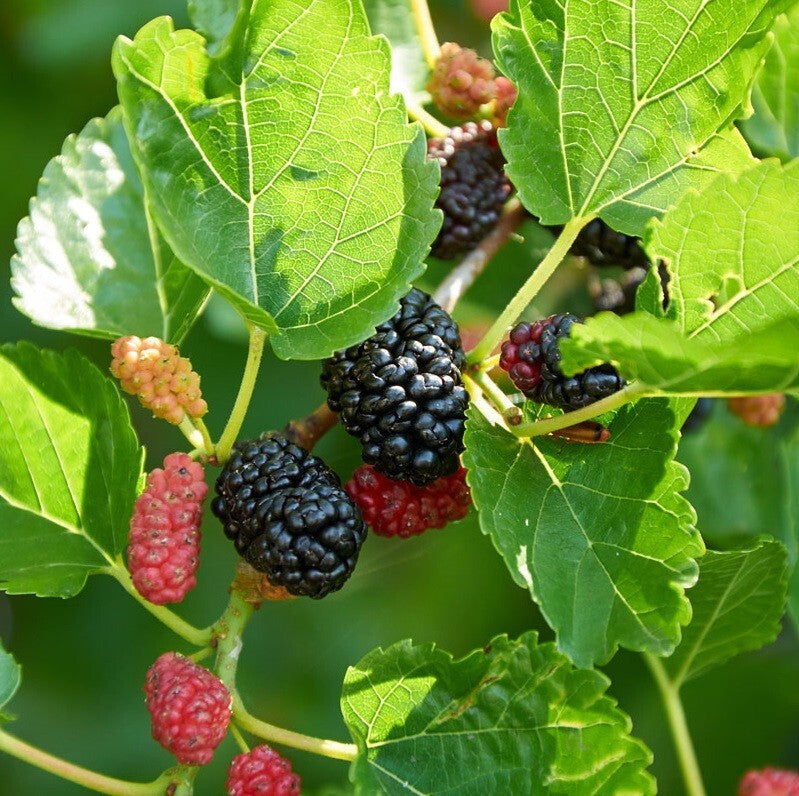 Dwarf Everbearing Mulberry Tree