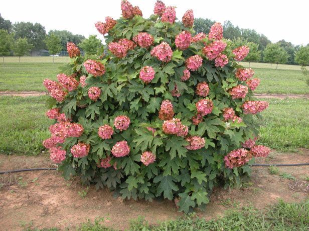 Hydrangea Munchkin Oakleaf - Gorgeous White Panicles