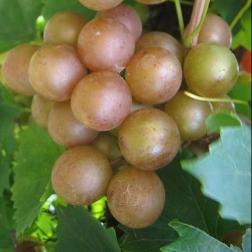 Fry Muscadine Vine Shrub