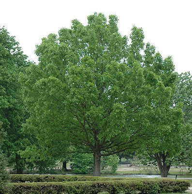 Overcup Oak Tree