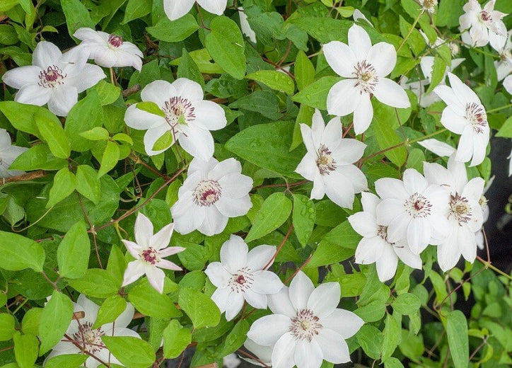 Clematis ‘Miss Bateman’