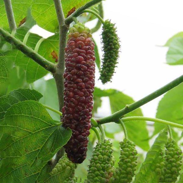 Pakistan Mulberry Tree