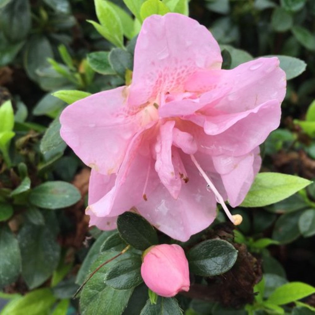 Perfecto Mundo Double Pink Reblooming Azalea