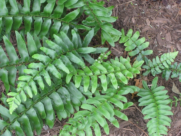 Christamas Fern