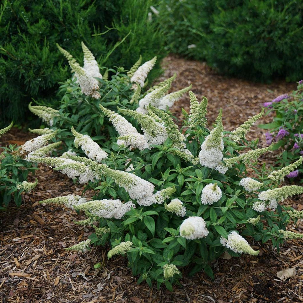 Buddleia Pugster White Butterfly Bush