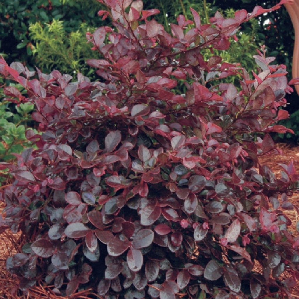 Purple Diamond Loropetalum