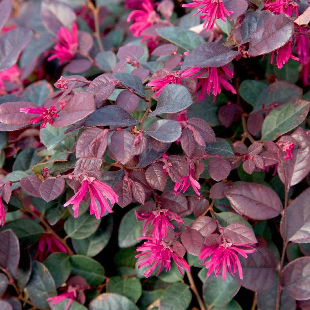 Purple Diamond Loropetalum