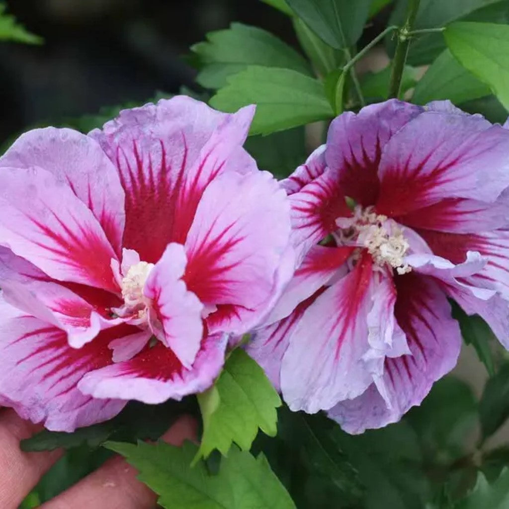 Purple Pillar Hibiscus