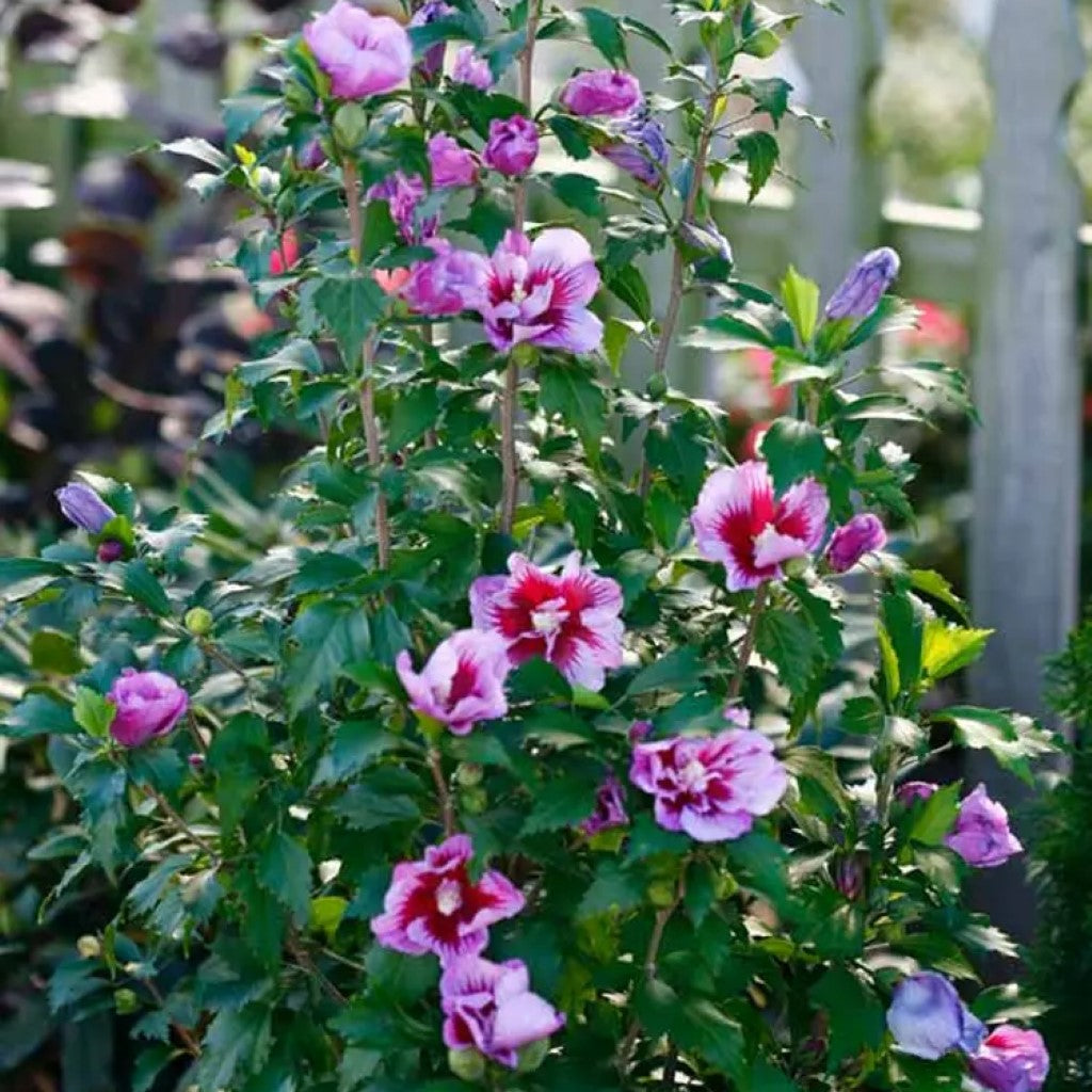 Purple Pillar Hibiscus