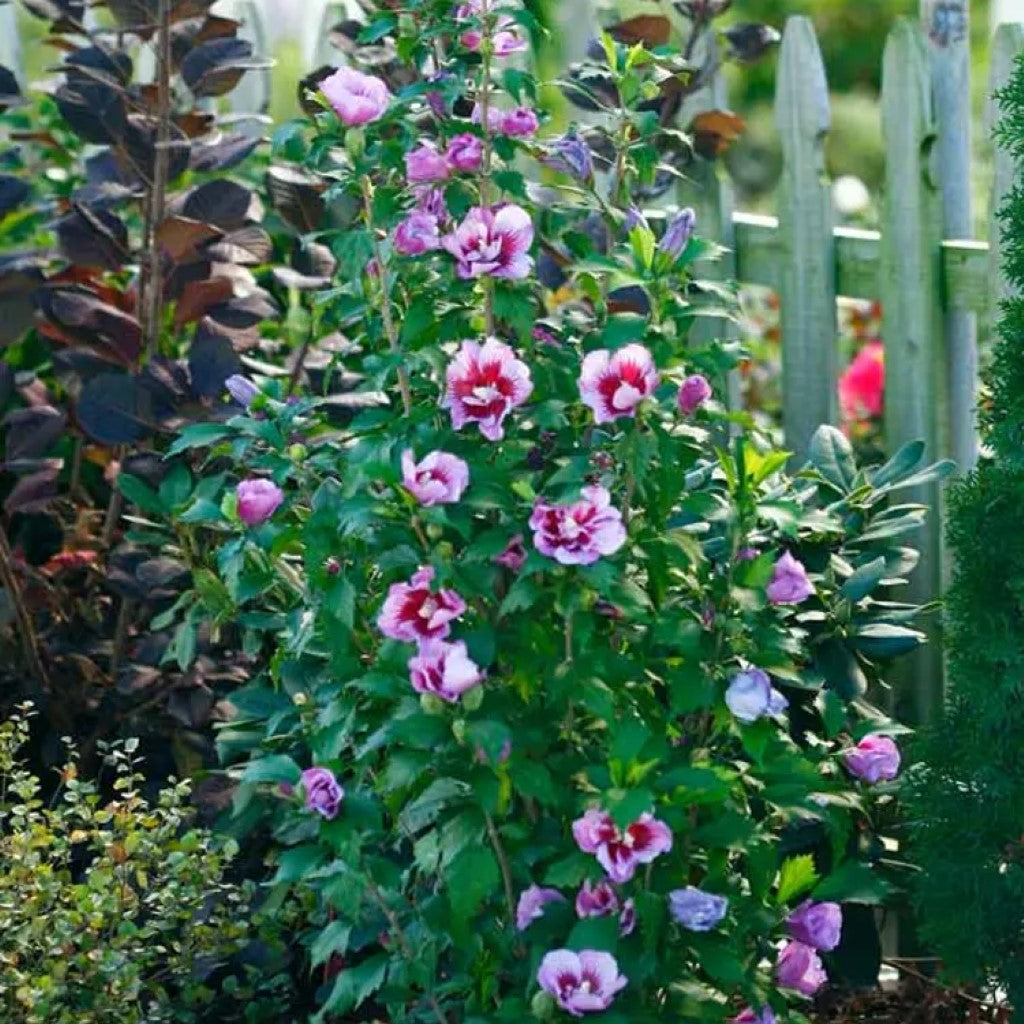 Purple Pillar Hibiscus