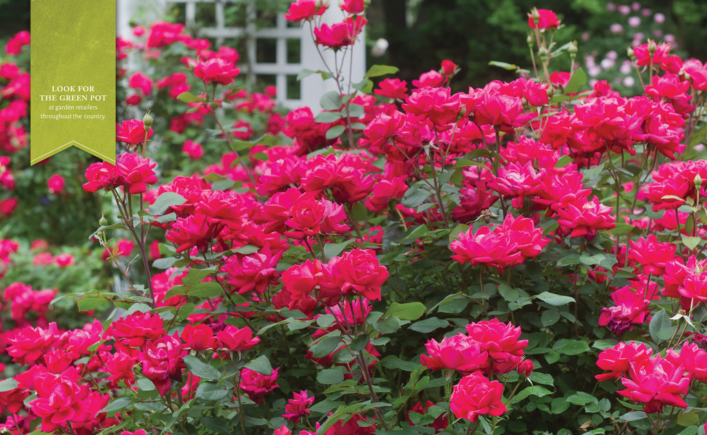 Red Knockout Rose