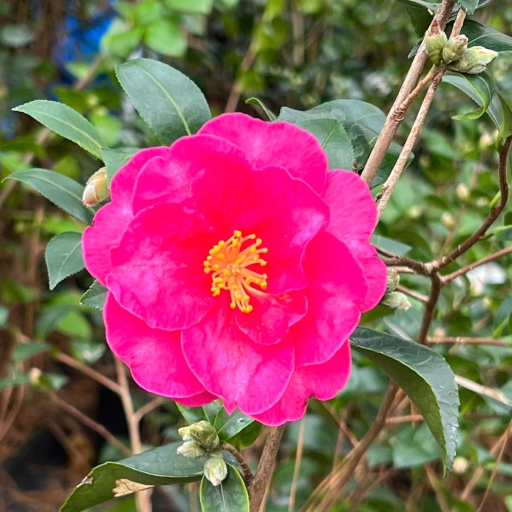 Red Bird Camellia-Graceful Deep Crimson Fuchsia Blooms