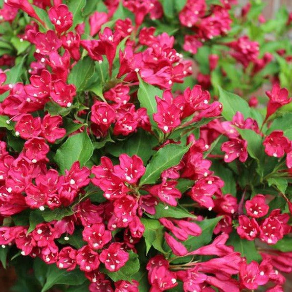 Red Cardinal Weigela