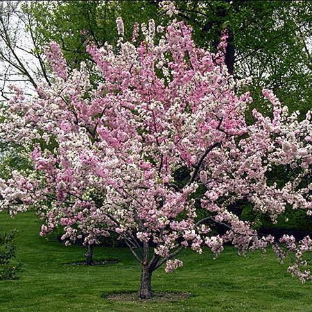 Robinson Crabapple