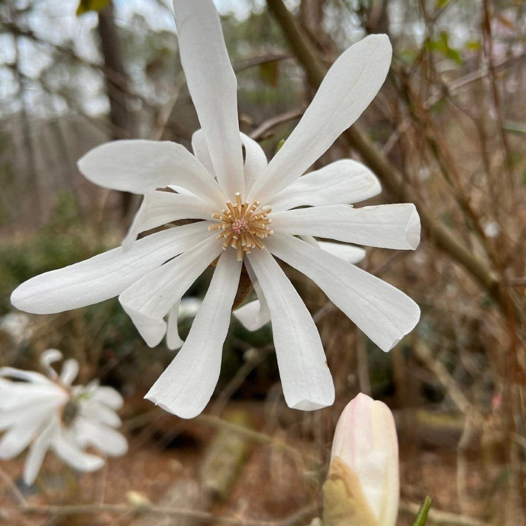 Royal Star Magnolia, Elegance and Beauty,