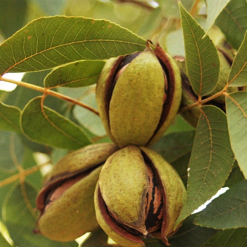 Oconee Pecan Tree, a Large, High Quality Nut That is Early Bearing At 5Th Year.