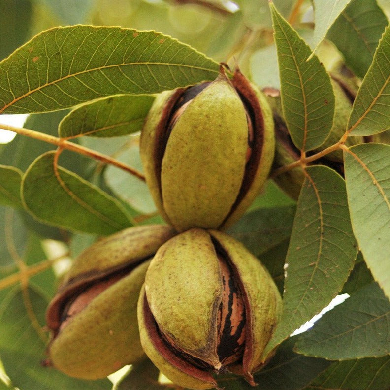 Creek Pecan Trees Begin Bearing Early and is Very Disease Resistant.