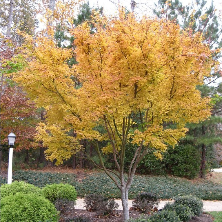 Sango Kaku Japanese Maple