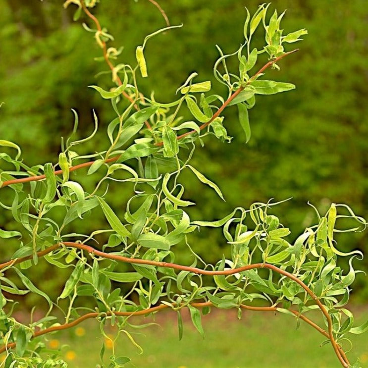 Scarlet Curly Willow