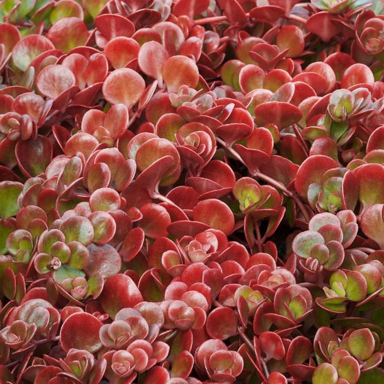 (1 Gallon) Coral Reef Sedum