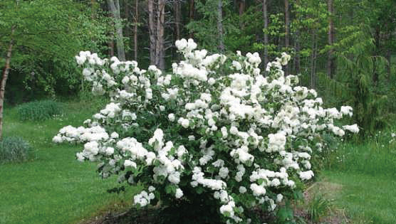 Shakaz Viburnum