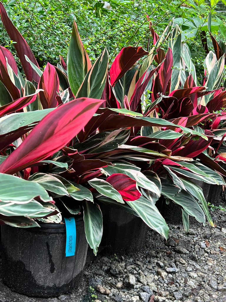 Stromanthe Triostar - A Beautiful Indoor/Outdoor Plant