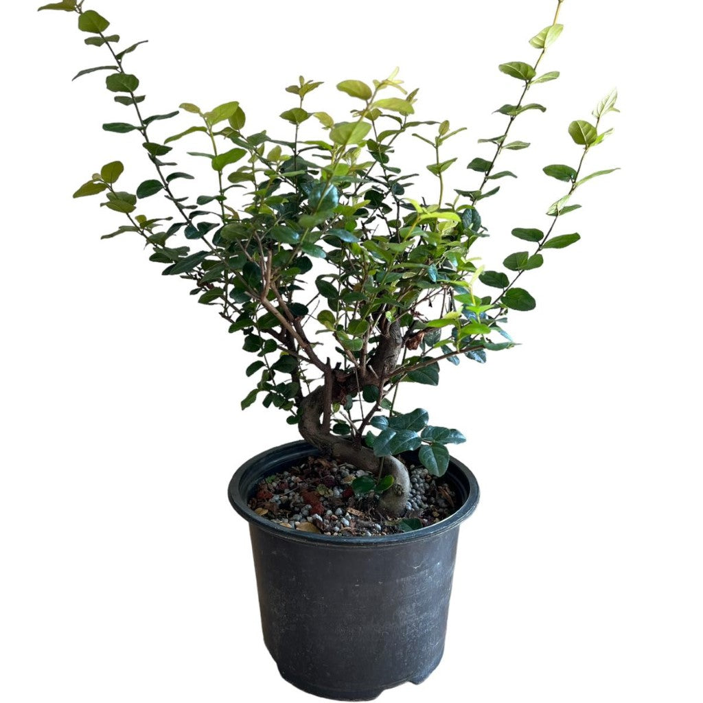 Bonsai, Sweet Plum (Live Plant),