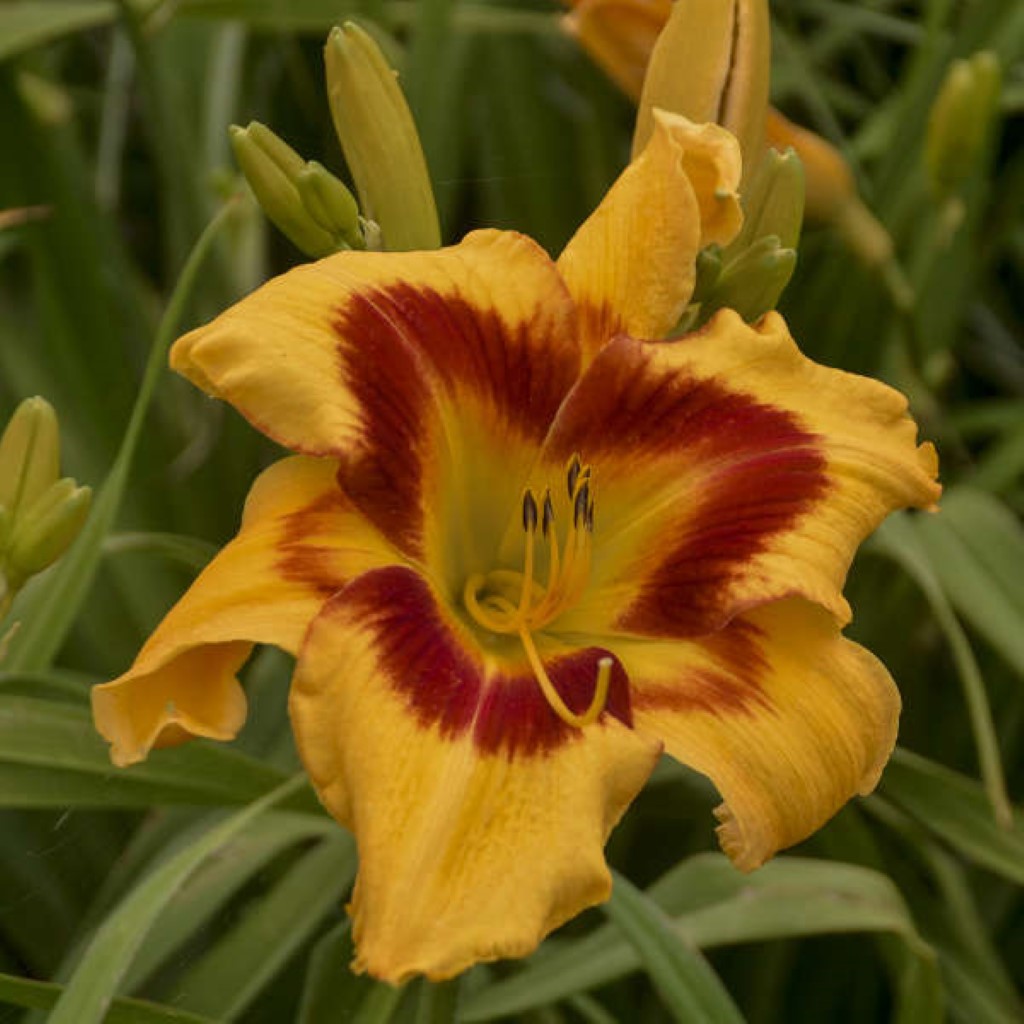 1 Gallon Pot: Hemerocallis Rainbow Rhythm 'Tiger Swirl' Daylily. Spider Flower Shape Similar To 'Primal Scream'