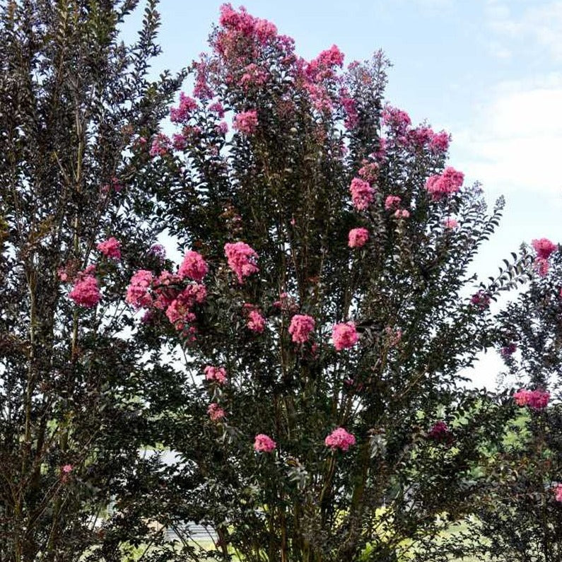 Crape Myrtle Twilight Magic