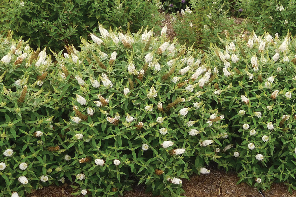 Dapper White Buddleia