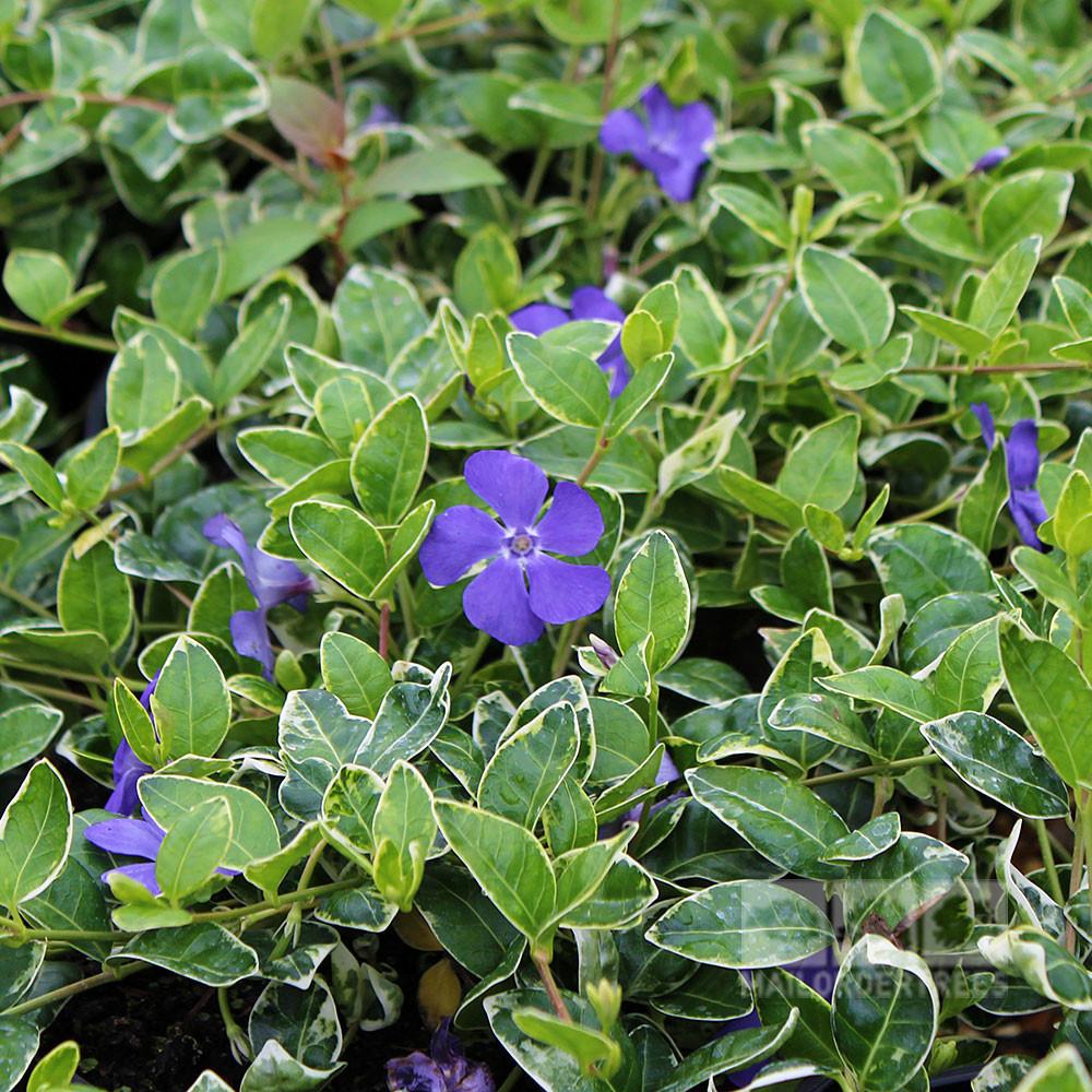 (10 Count Flat/4 Inch Pots) Vinca Minor 'Ralph Shugart Periwinkle