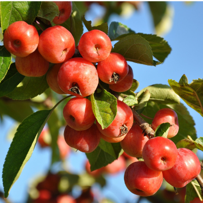 Hanska Plumcot-Hybrid cross between Plum an Apricot