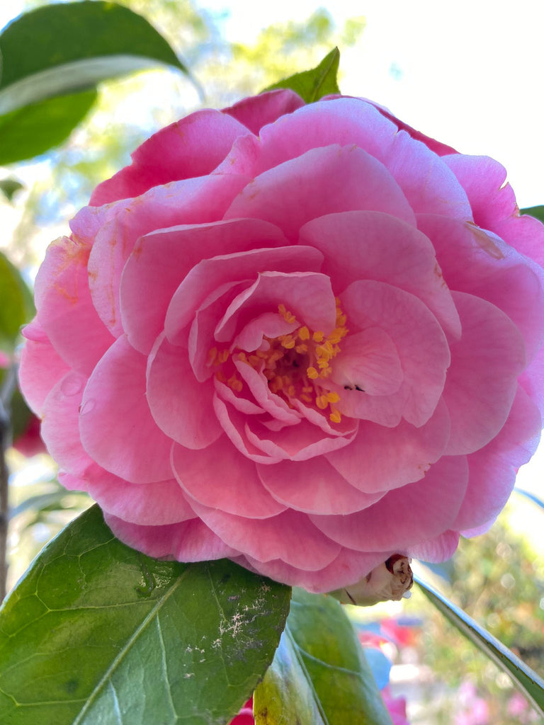 Camellia Nuccios Cameo-Coral Pink Flowers