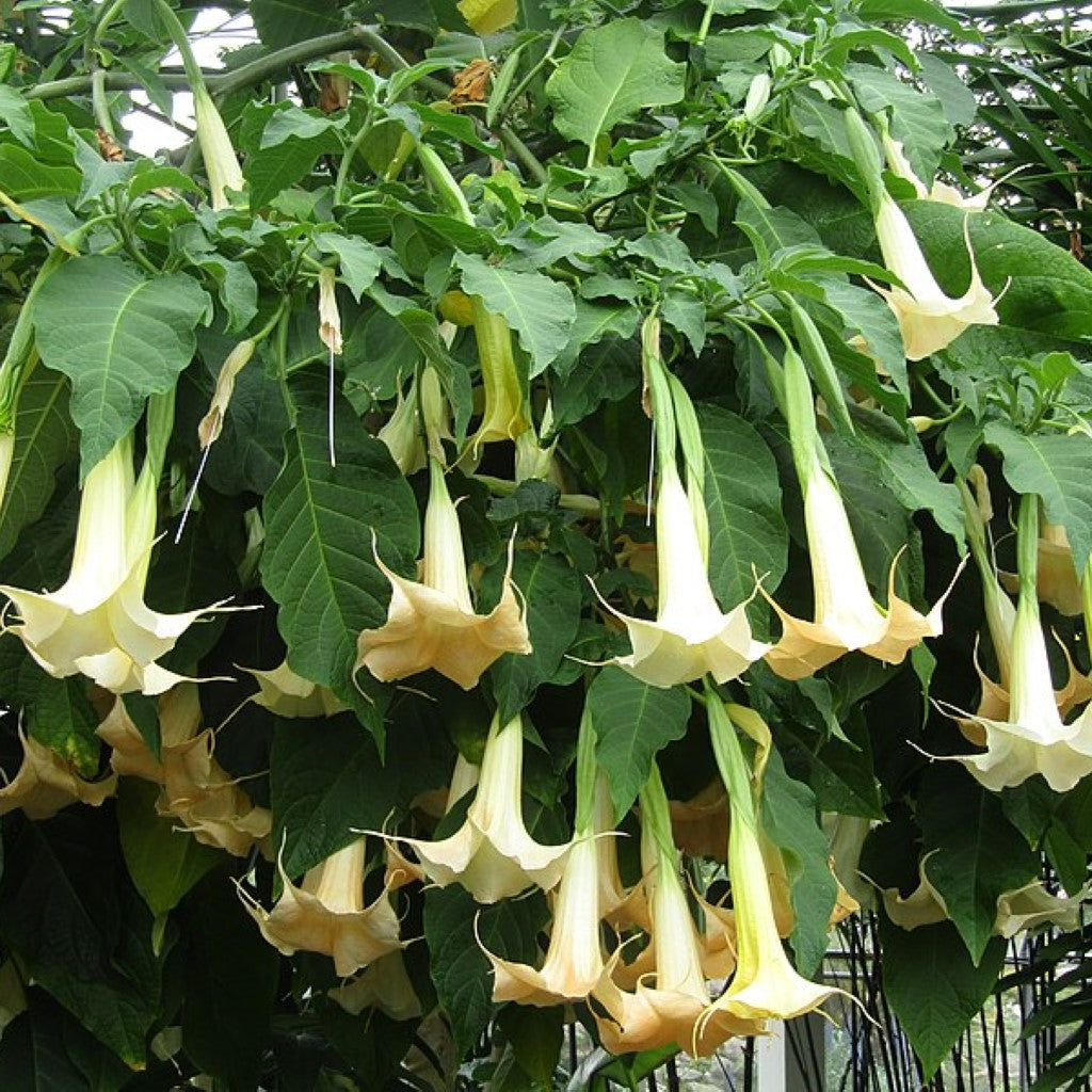 Yellow Angel Trumpet