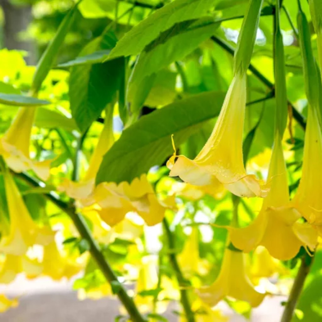 Yellow Angel Trumpet