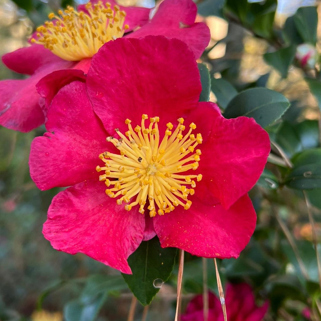 Camellia Yuletide-Brilliant Red Blooms with Yellow Center